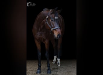 Bayerisches Warmblut, Stute, 13 Jahre, 172 cm, Dunkelbrauner