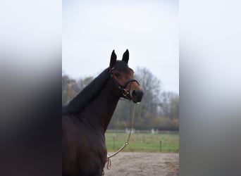 Bayerisches Warmblut, Stute, 13 Jahre, 175 cm, Brauner