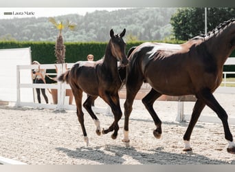 Bayerisches Warmblut, Stute, 13 Jahre, 175 cm, Rappe