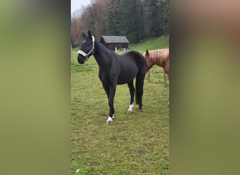 Bayerisches Warmblut, Stute, 13 Jahre, 175 cm, Rappe