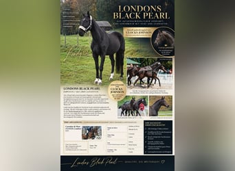 Bayerisches Warmblut, Stute, 13 Jahre, 175 cm, Rappe
