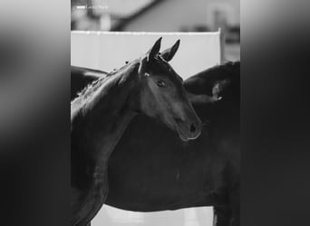 Bayerisches Warmblut, Stute, 13 Jahre, 175 cm, Rappe