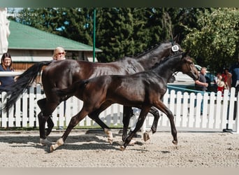 Bayerisches Warmblut, Stute, 13 Jahre, 175 cm, Rappe