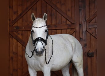 Bayerisches Warmblut, Stute, 14 Jahre, 160 cm, Apfelschimmel