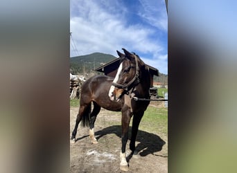 Bayerisches Warmblut, Stute, 14 Jahre, 163 cm, Dunkelbrauner