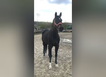 Bayerisches Warmblut, Stute, 14 Jahre, 163 cm, Dunkelbrauner