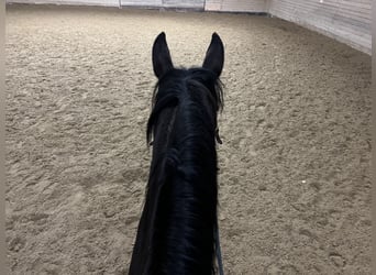 Bayerisches Warmblut, Stute, 14 Jahre, 165 cm, Brauner