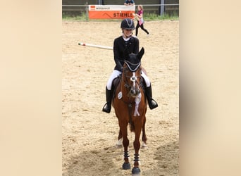 Bayerisches Warmblut, Stute, 14 Jahre, 165 cm, Fuchs