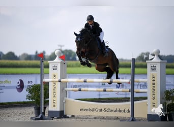 Bayerisches Warmblut, Stute, 14 Jahre, 166 cm, Dunkelbrauner