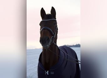 Bayerisches Warmblut, Stute, 14 Jahre, 168 cm, Brauner