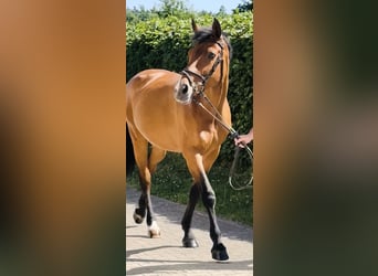 Bayerisches Warmblut, Stute, 14 Jahre, 168 cm, Brauner