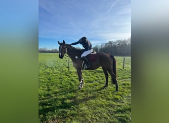 Bayerisches Warmblut, Stute, 14 Jahre, 168 cm, Dunkelbrauner