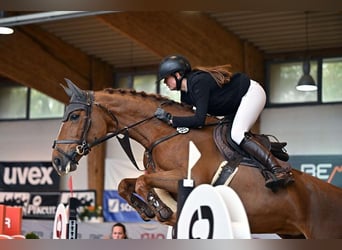 Bayerisches Warmblut, Stute, 14 Jahre, 169 cm, Fuchs