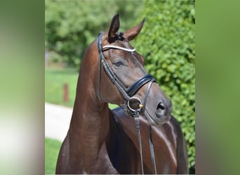 Bayerisches Warmblut, Stute, 14 Jahre, 170 cm, Brauner