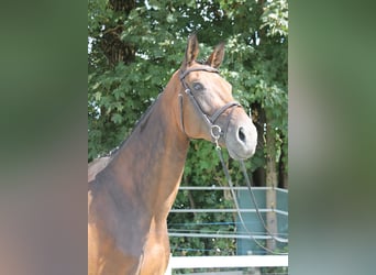 Bayerisches Warmblut, Stute, 14 Jahre, 170 cm, Brauner