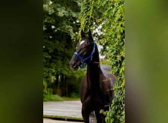 Bayerisches Warmblut, Stute, 14 Jahre, 175 cm, Rappe