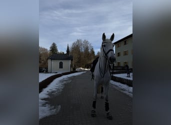 Bayerisches Warmblut, Stute, 14 Jahre, 176 cm, Fliegenschimmel