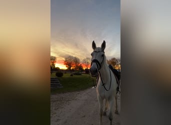 Bayerisches Warmblut, Stute, 14 Jahre, 176 cm, Fliegenschimmel