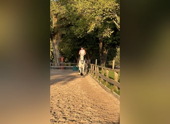Bayerisches Warmblut, Stute, 14 Jahre, 176 cm, Fliegenschimmel