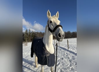 Bayerisches Warmblut, Stute, 14 Jahre, 176 cm, Fliegenschimmel