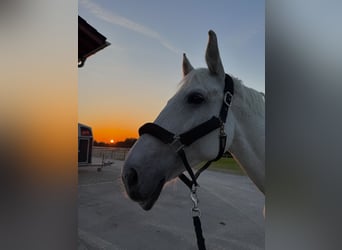 Bayerisches Warmblut, Stute, 14 Jahre, 176 cm, Fliegenschimmel