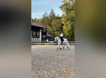 Bayerisches Warmblut, Stute, 14 Jahre, 176 cm, Fliegenschimmel