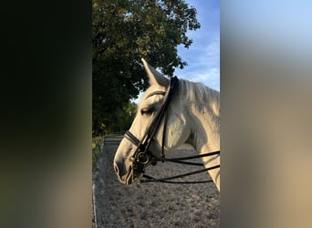 Bayerisches Warmblut, Stute, 14 Jahre, 176 cm, Fliegenschimmel