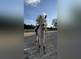 Bayerisches Warmblut, Stute, 14 Jahre, 176 cm, Fliegenschimmel