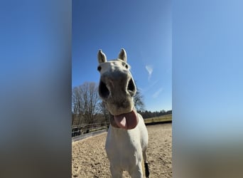 Bayerisches Warmblut, Stute, 14 Jahre, 176 cm, Fliegenschimmel