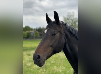 Bayerisches Warmblut, Stute, 15 Jahre, 160 cm, Dunkelbrauner