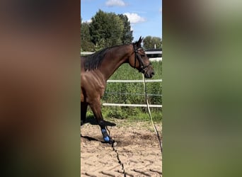 Bayerisches Warmblut, Stute, 15 Jahre, 162 cm, Dunkelbrauner