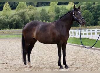 Bayerisches Warmblut, Stute, 15 Jahre, 165 cm, Dunkelbrauner