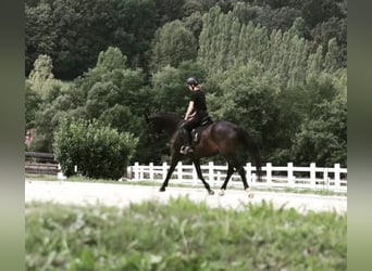 Bayerisches Warmblut, Stute, 15 Jahre, 165 cm, Dunkelbrauner