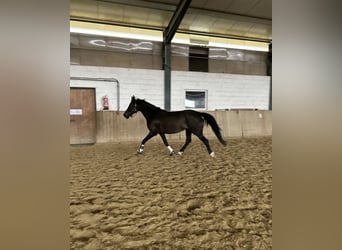 Bayerisches Warmblut, Stute, 15 Jahre, 165 cm, Dunkelbrauner