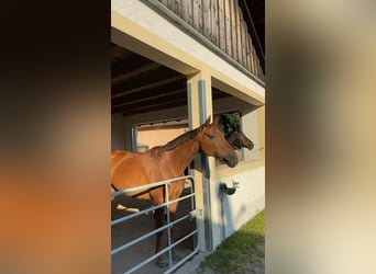 Bayerisches Warmblut, Stute, 15 Jahre, 166 cm, Fuchs