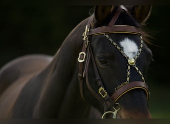 Bayerisches Warmblut, Stute, 15 Jahre, 169 cm, Brauner