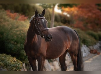 Bayerisches Warmblut, Stute, 15 Jahre, 170 cm, Dunkelbrauner