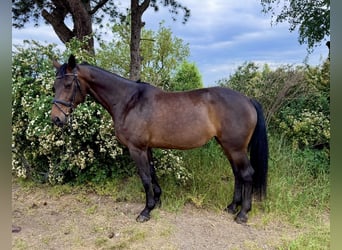 Bayerisches Warmblut, Stute, 15 Jahre, 170 cm, Dunkelbrauner