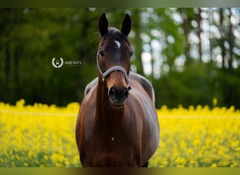 Bayerisches Warmblut, Stute, 15 Jahre, 170 cm, Dunkelbrauner