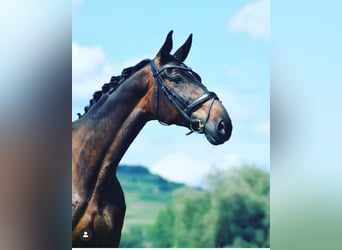 Bayerisches Warmblut, Stute, 15 Jahre, 174 cm, Dunkelbrauner