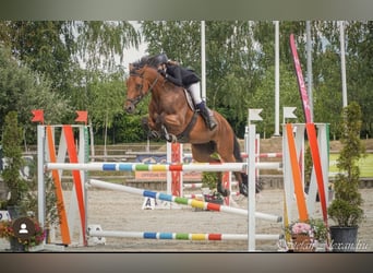 Bayerisches Warmblut, Stute, 16 Jahre, 164 cm, Brauner