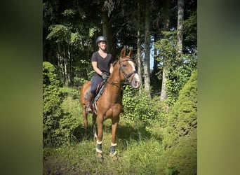 Bayerisches Warmblut, Stute, 16 Jahre, 164 cm, Fuchs