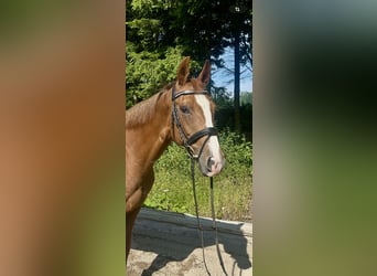 Bayerisches Warmblut, Stute, 16 Jahre, 164 cm, Fuchs