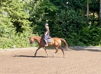 Bayerisches Warmblut, Stute, 16 Jahre, 164 cm, Fuchs