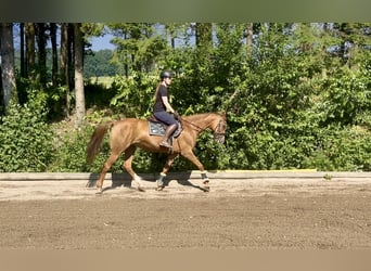 Bayerisches Warmblut, Stute, 16 Jahre, 164 cm, Fuchs