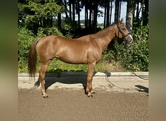 Bayerisches Warmblut, Stute, 16 Jahre, 164 cm, Fuchs