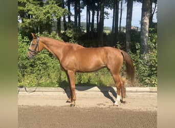 Bayerisches Warmblut, Stute, 16 Jahre, 164 cm, Fuchs