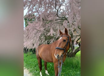 Bayerisches Warmblut, Stute, 16 Jahre, 165 cm, Fuchs