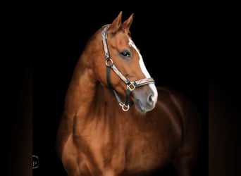 Bayerisches Warmblut, Stute, 16 Jahre, 167 cm, Fuchs