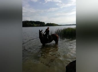 Bayerisches Warmblut, Stute, 16 Jahre, 170 cm, Brauner